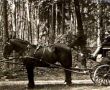 118. Rok 1937- wycieczka powozem Panstwa Hejnowiczow do lasu w Drzeczewie (przed powozem stoi prof. Wladyslaw Kolomlocki)