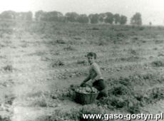 1146.Uczniowie Szkoly Podstawowej w Kunowie na wykopkach ziemniaczanych na polach SHR Dalabuszki (1974 r.)