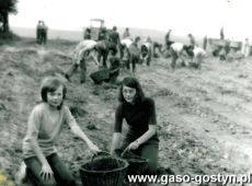 1147.Uczniowie Szkoly Podstawowej w Kunowie na wykopkach ziemniaczanych na polach SHR Dalabuszki (1974 r.)