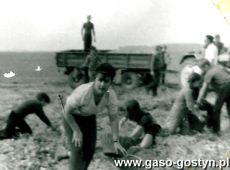 1150.Uczniowie Szkoly Podstawowej w Kunowie na wykopkach ziemniaczanych na polach SHR Dalabuszki (1974 r.)