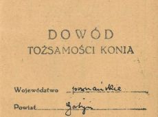 1165.Dowod tozsamosci konia (1951 r.)