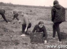 1558.Uczennice (z wych. Alicja Janiak) gostynskiego Liceum Ogolnoksztalcacego  na wykopkach w Pijanowicach (1969 r.)