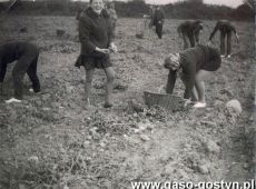 1560.Uczennice (z wych. Alicja Janiak) gostynskiego Liceum Ogolnoksztalcacego  na wykopkach w Pijanowicach (1969 r.)