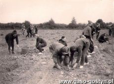 1583.Uczennice (z wych. Alicja Janiak) gostynskiego Liceum Ogolnoksztalcacego  na wykopkach w Pijanowicach (1969 r.)