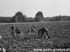 1639. Uczniowie Szkoly Podstawowej nr 1 w Gostyniu na wykopkach