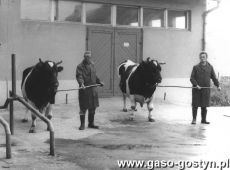 1925. Panstwowy Zaklad Hodowli i Unasieniania Zwierzat  w Gostyniu