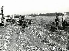 2055. Uczniowie Szkoly Podstawowej nr 1 w Gostyniu podczas wykopkow na polu PGR Dusina (1984 r.)