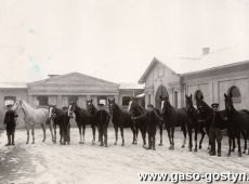 2215. Klacze hodowlane z majatku Stanislawa Karlowskiego w Szelejewie odznaczone na Powszechnej Wystawie Krajowej w Poznaniu (1929 r.)