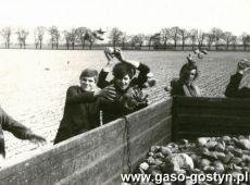 2252. Zbiorka kamieni na polach PGR  przez uczniow Zespolu Szkol Zawodowych w Gostyniu (kwiecien 1973 r.)