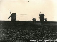 2321.Wiatraki w Gostyniu na zdjeciu wykonanym w sierpniu 1917 roku