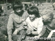 234.Uczniowe SP 3 w Gostyniu podczas wykopkow ziemniaczanych (1973r.)