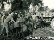 236.Uczniowe SP 3 w Gostyniu podczas wykopkow ziemniaczanych (1973r.)