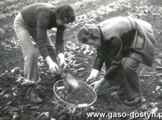 2397. Mlodziez z Zespolu Szkol Zawodowych w Gostyniu podczas zbioru burakow (1978 r.)