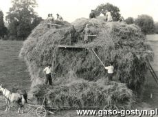 2458. Ukladanie stogu na polu w Michalowie (ok. 1950 r.)