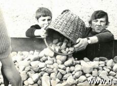 2715.Akcja zbierania kamieni na polach PGR przez uczniow Zasadniczej Szkoly Zawodowej w Gostyniu (1973 r.)