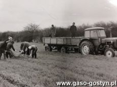 2821.Uczniowie Liceum Ogolnoksztalcacego w Gostyniu na wykopkach (1978 r.)