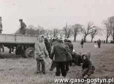 2823.Uczniowie Liceum Ogolnoksztalcacego w Gostyniu na wykopkach (1978 r.)