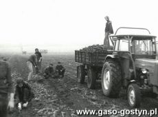 3090.Mlodziez z Zasadniczej Szkoly Zawodowj w Gostyniu przy zbiorze burakow cukrowych (1978 r.)