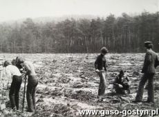 3127.Sadzenie lasu przez uczniow Liceum Ogolnoksztalcacego w Gostyniu