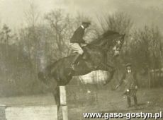 3135.Kon z hodowli Stanisalwa Karlowskiego w Szelejewie (okres miedzywojenny)