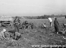 3185.Uczniowie Szkoly Podstawowej nr 1 w Gostyniu przy zbiorze ziemniakow na polu PGR (lata 80. XX wieku)