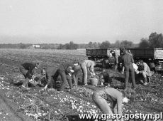 3187.Uczniowie Szkoly Podstawowej nr 1 w Gostyniu przy zbiorze ziemniakow na polu PGR (lata 80. XX wieku)