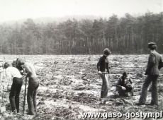 3421.Sadzenie lasu  przez uczniow Liceum Ogolnoksztalcacego w Gostyniu