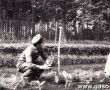 3815.Nadlesnictwo w Piaskach-prace porzadkowe (1977 r.)