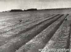 3874. Pola selekcyjne jeczmienia w majatku Stanislawa Karlowskiego w Szelejewie (1929 r.)