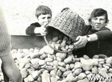 3879.W pazdzierniku 1973 roku mlodziez z Zasadniczej szkoly Zawodowej w Gostyniu pracowala na polach PGR-ow zbierajac kamienie (1973 r.)