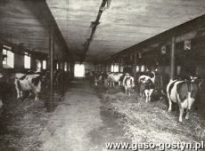 3897.Obora zarodowa w majatku Sttanislawa Karlowskiego w Szelejewie (1929 r.)