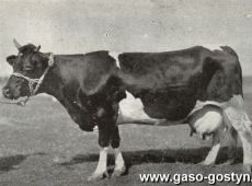 4032.Batea - krowa z hodowli Stanislawa Karlowskigo w Szelejewie (mlecznosc w latach 1928-1928 10510 kg mleka o zawartosci tluszczu 3,63 %)