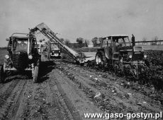 4205.Zbior burakow cukrowych kombajnem Matrot w folwarku Podrzecze (1986 r.)