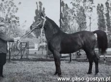 4222.Wystawa zwierzat hodowlanych w Naramowicach (1951 r.) - ogier z hodowli PGR Gola