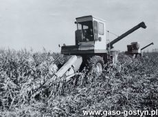 4380.Kombajny Rivierre Casalis na polu Kombinatu PGR Gola (1986 r.)