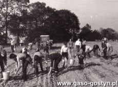 4384.Uczniowie Liceum Ogolnoksztalcacego w Gostyniu na wykopkach (1980 r.)