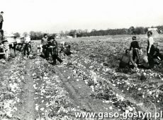 4446.Uczniowe Szlkoly Podstawowej nr 1 w Gostyniu na wykopkach na polu SHR Dusina (1984 r.)