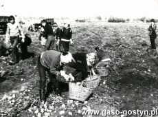 4447.Uczniowe Szlkoly Podstawowej nr 1 w Gostyniu na wykopkach na polu SHR Dusina (1984 r.)