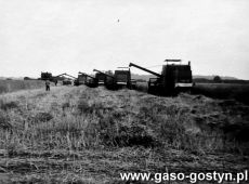 4663.Brygada kombajnow na polu folwarku Czajkowo nalezacym do Kombinatu PGR Gola (1979 r.)