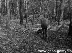 4904.Jelen w zagrodzie na terenie fermy bazantow w Grodzisku (1985 r.)