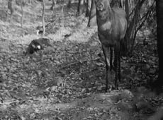 4906.Jelen w zagrodzie na terenie fermy bazantow w Grodzisku (1985 r.)