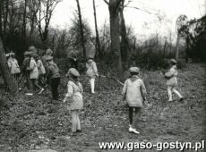 5003. Zbieranie chrustu przez zuchow z Przedszkola nr 2 w Gostyniu (1972 r.)