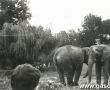 5054.Wycieczka w ramach dziecinca dzieci z Brzezia do ogrodu zoologicznego we Wroclawiu, wyjazd zorganizowalo Kolo Gospodyn Wiejskich (1984 r.)