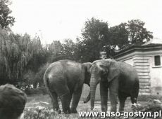 5054.Wycieczka w ramach dziecinca dzieci z Brzezia do ogrodu zoologicznego we Wroclawiu, wyjazd zorganizowalo Kolo Gospodyn Wiejskich (1984 r.)