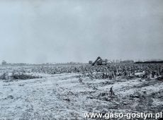 5155.Zbior slomy oglawiaczem Margot na polu (tzw. lotnisku) Kombinatu PGR Gola (1975 r.)