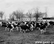 5201.Stado krow na okolniku w gospodarstwie Czajkowo nalezacym do Kombinatu PGR Gola (1986 r.)