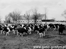 5201.Stado krow na okolniku w gospodarstwie Czajkowo nalezacym do Kombinatu PGR Gola (1986 r.)