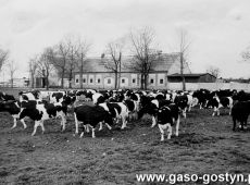 5201.Stado krow na okolniku w gospodarstwie Czajkowo nalezacym do Kombinatu PGR Gola (1986 r.)