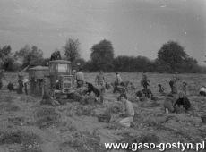 5295.Uczniowie Szkoly Podstawowej nr 1 podczas zbioru ziemniakow na polu PGR w okolicach Gostynia (1982 r.).JPG