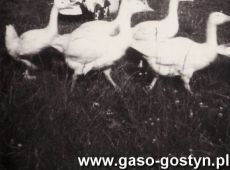 5449.Borek - okolice boiska sportowego (1965 r.)